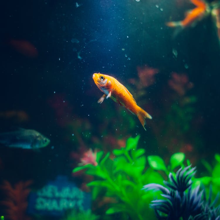 goldfish-animal-fish-pet-72288.jpg