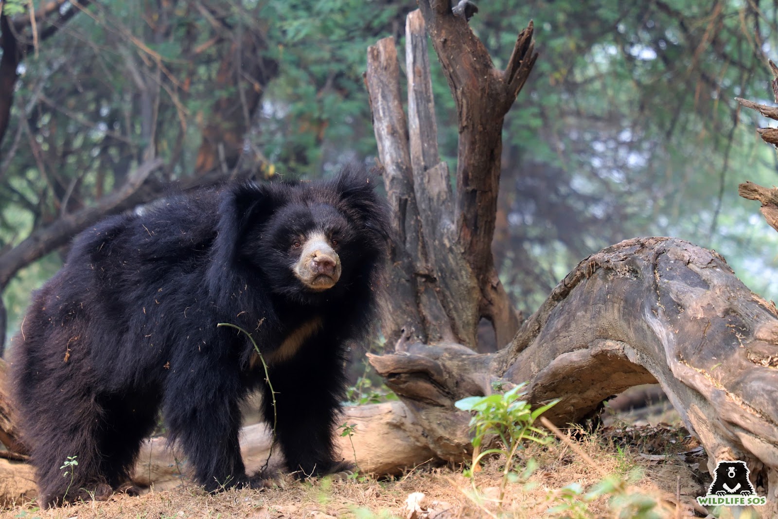 sloth bear 