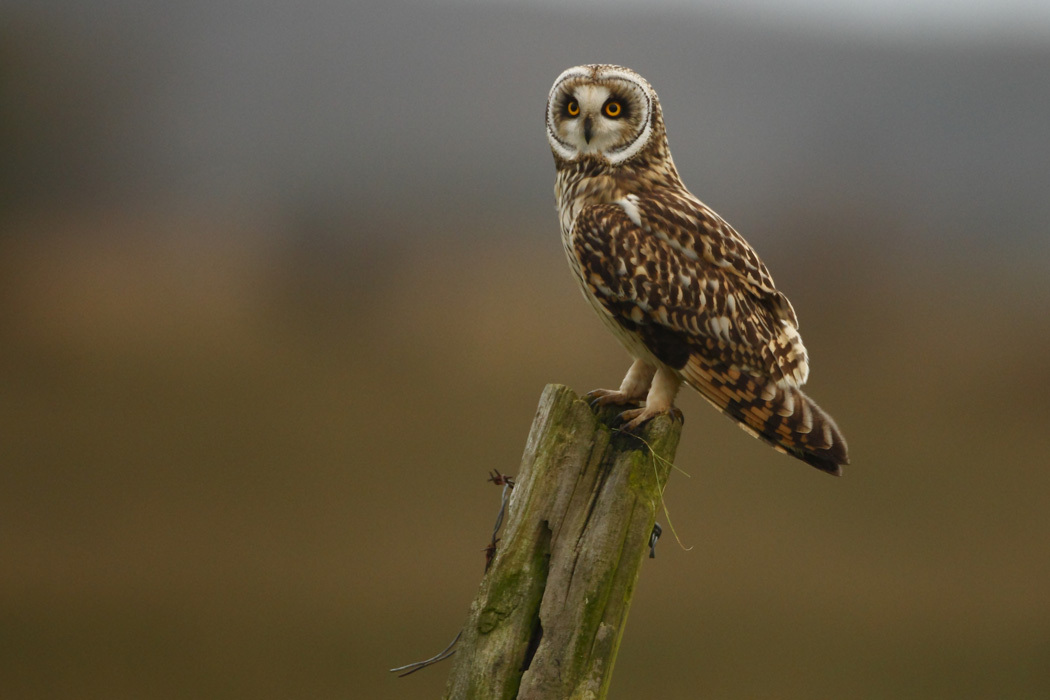 Le Hibou Des Marais Univers Des Animaux