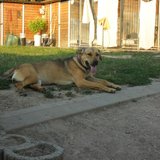  Dina