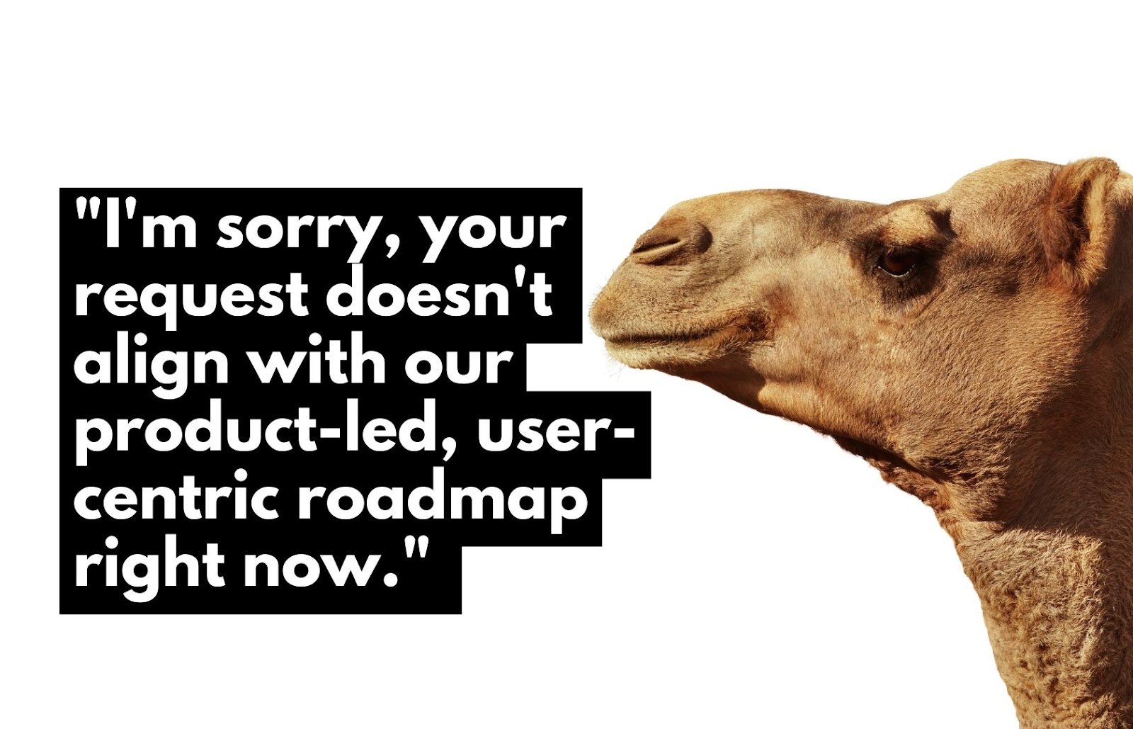 "I'm sorry, your request doesn't align with our product-led, user-centric roadmap right now." Image of a camel