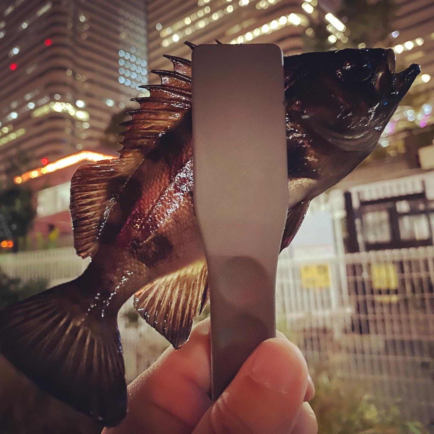 みなとみらいアジングで4目釣りならず 浜男 ハマー の釣りの細道