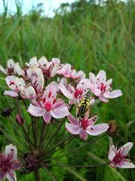 flowering rush flower