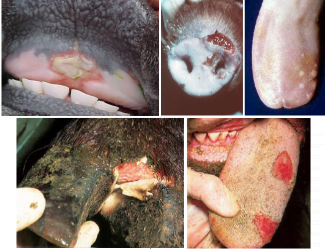 Figura 2: Febre Aftosa - vesículas rompidas e vesículas intactas