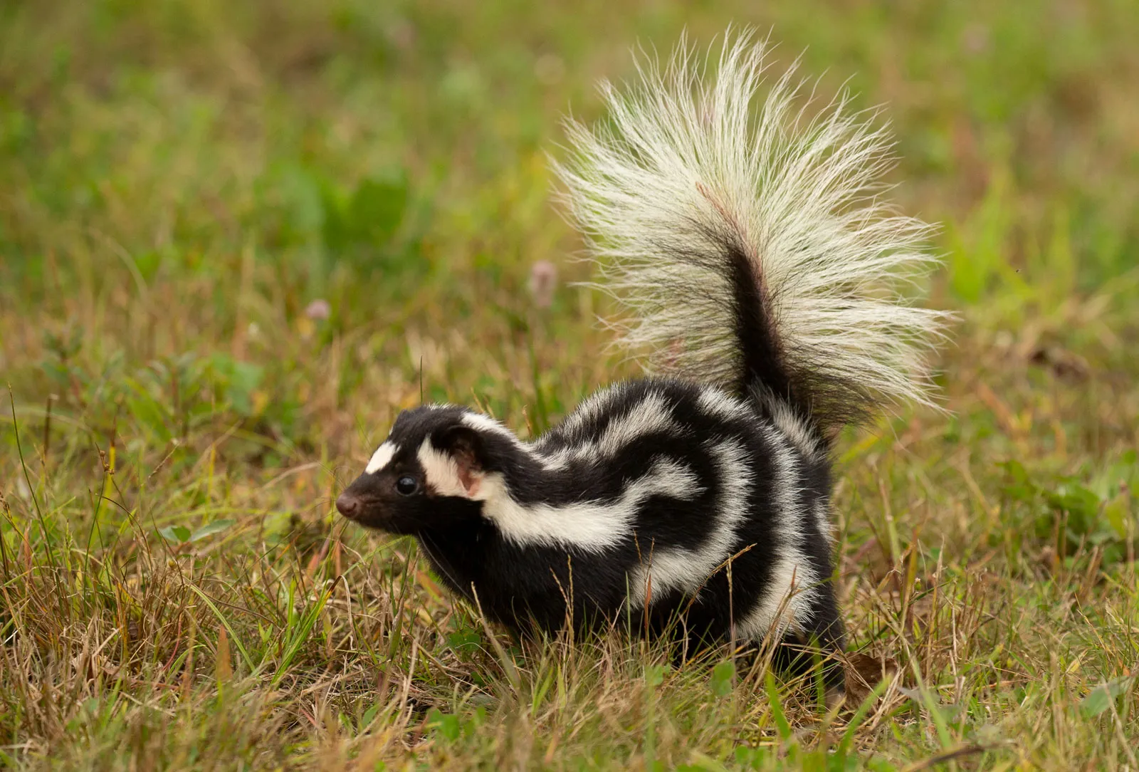 Do Skunks Eat Bird Seed