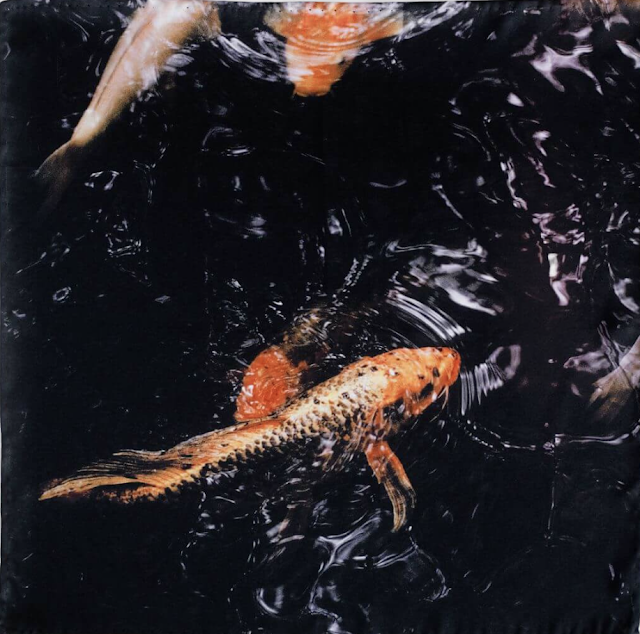 koi fish