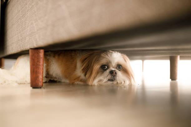 Dog hiding Dog hidden. dogs and fireworks stock pictures, royalty-free photos & images