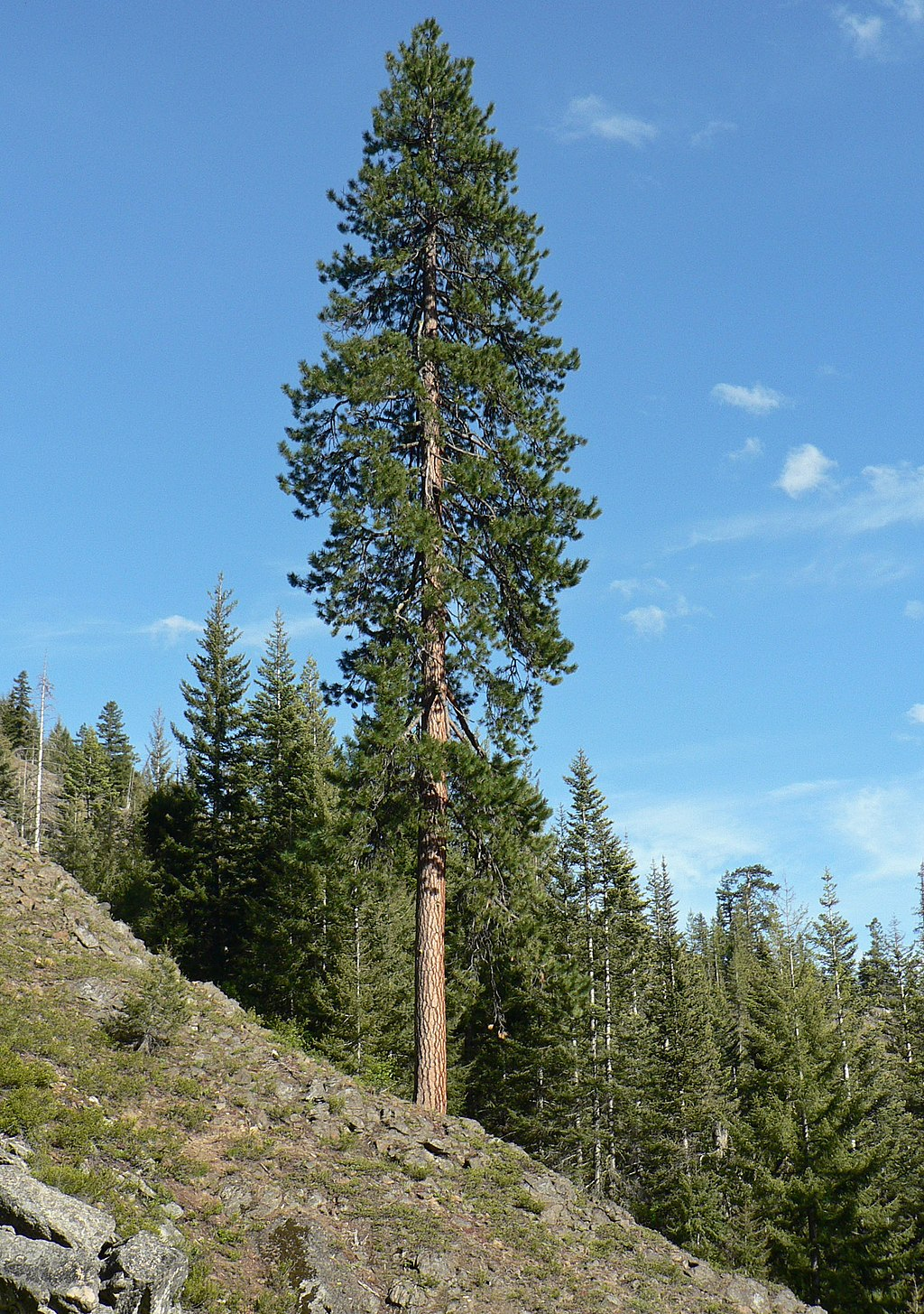 Fire Characteristics of Ponderosa Pine Wood