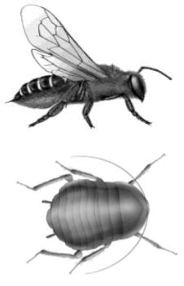Image of a bee and a cockroach below.
