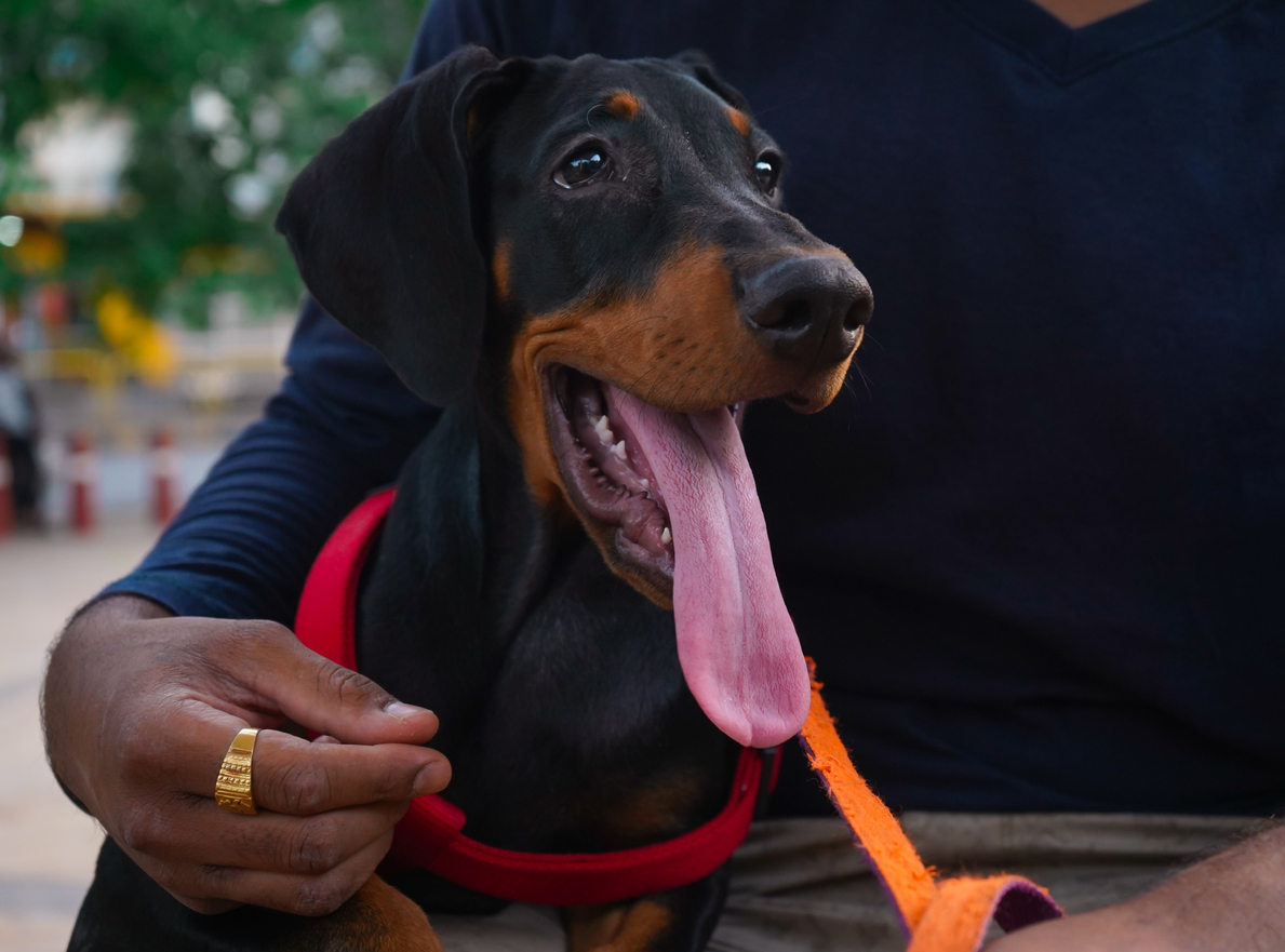 Doberman puppy with tongue sticking out