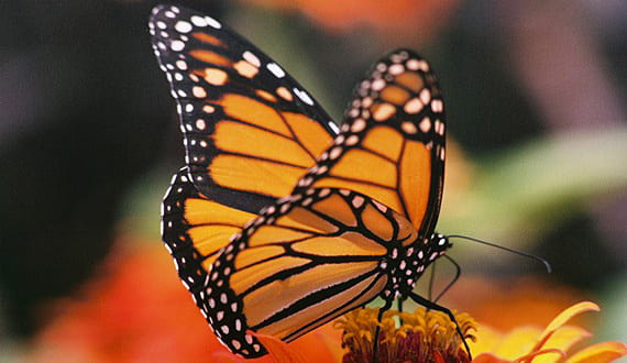 This image has an empty alt attribute; its file name is MonarchButterfly_Flickr_DebbieLong_FPWC.jpg