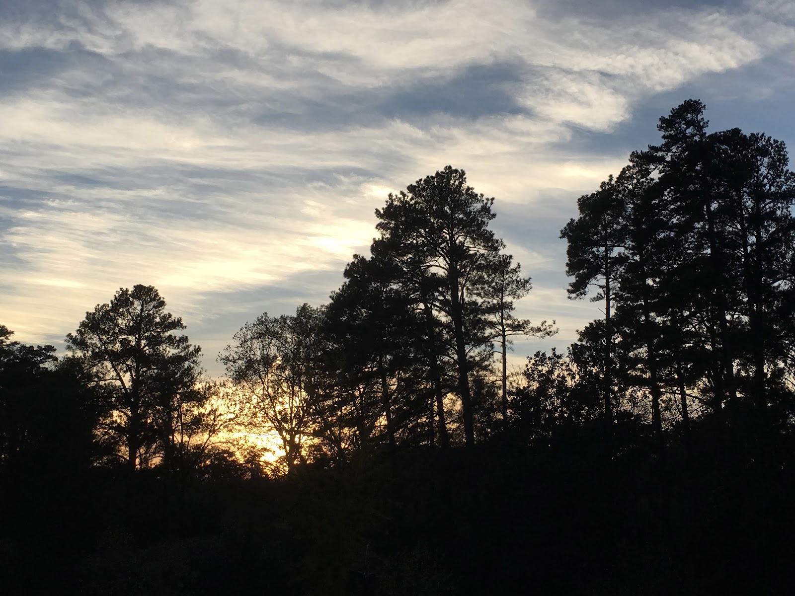 A view of the sun through the trees, representing the peace that can be found in the mire of depression when you reach out to a Depression Therapist in Durham, NC.