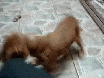 como acalmar cachorro