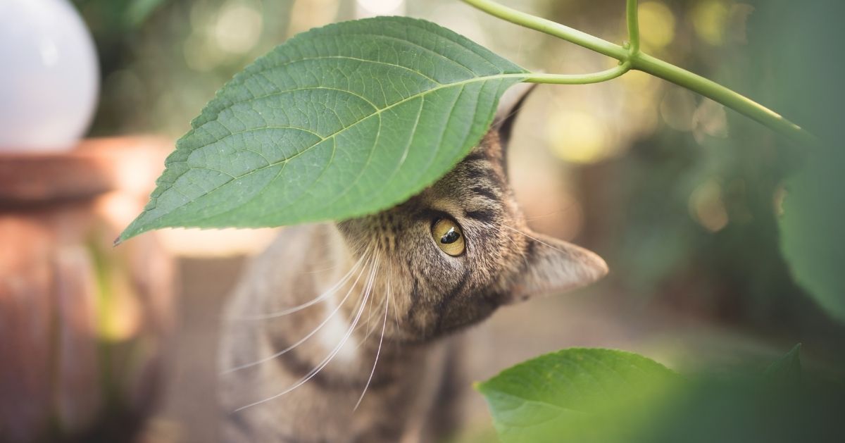 12 Plantes Non Toxiques Pour les Chats. Lesquelles sont compatibles ? -  FELIWAY France