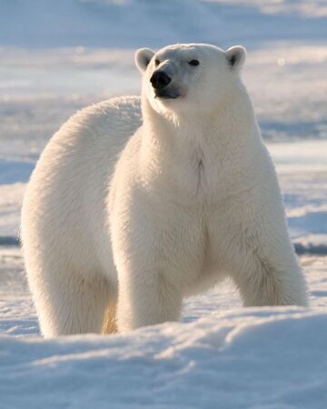 Polar Bear | Nickelodeon Animals Wiki | Fandom