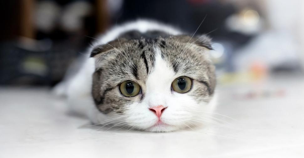 Image result for cute cat