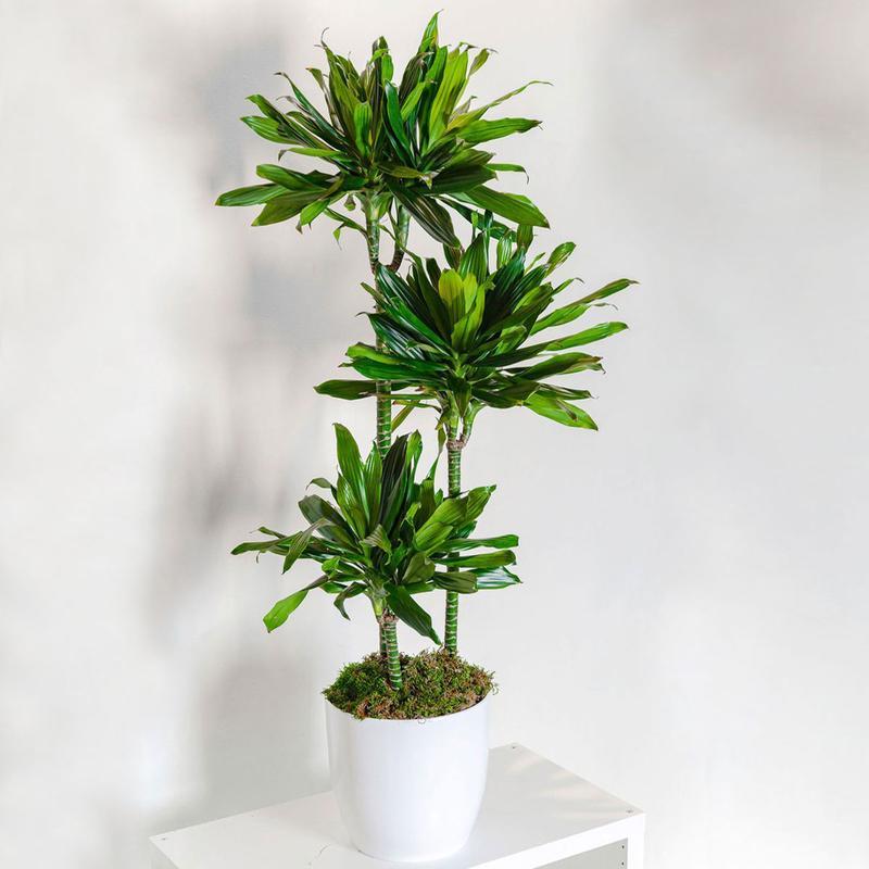 Dracaena-Lisa-Janet-Craig-Plant_800x