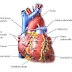 47+ Gambar Anatomi Kardiovaskuler