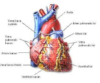 25+ Makalah Anatomi Fisiologi Kardiovaskuler Pulmonal