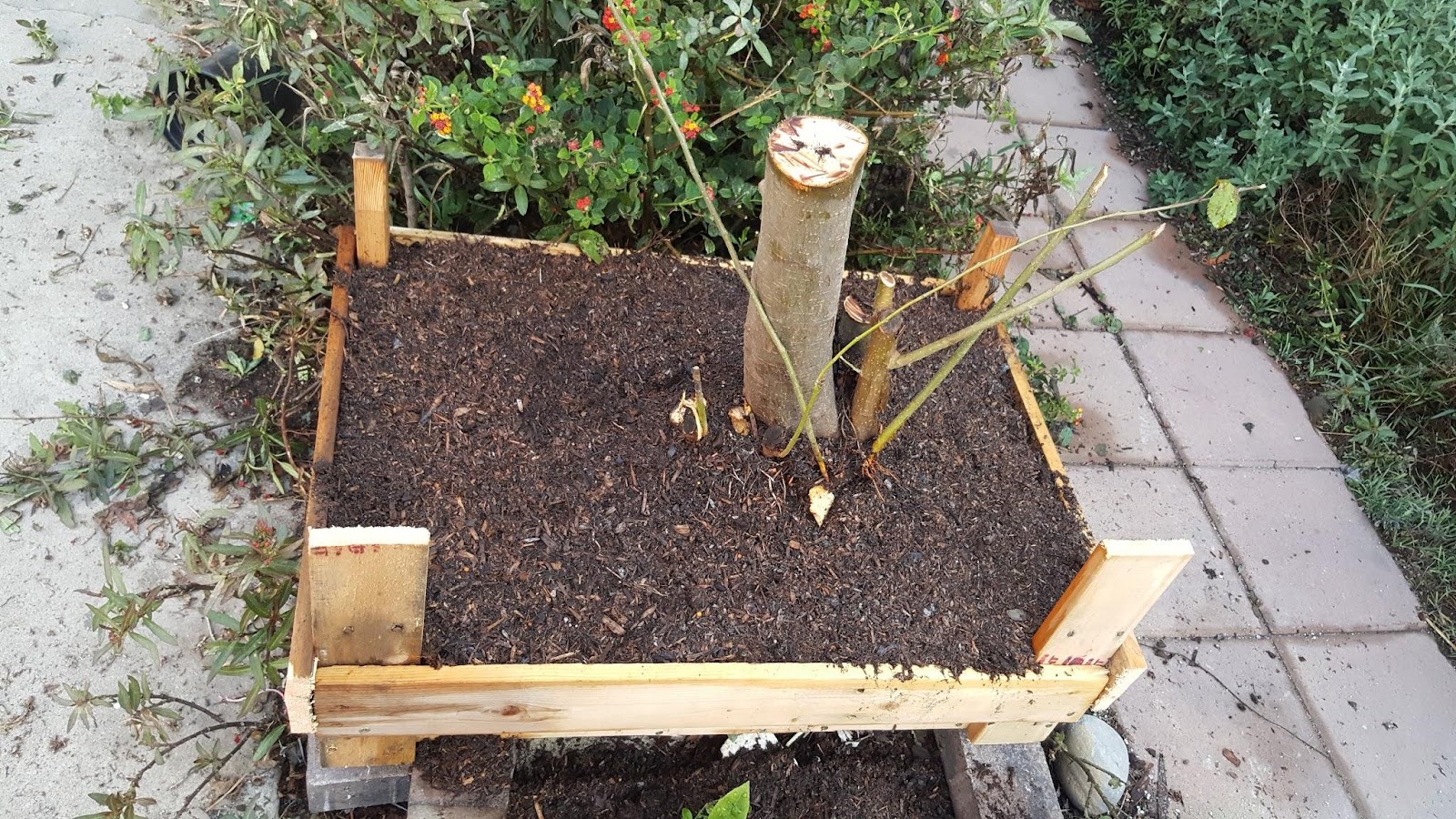 malus fruiting garden tree for bonsai