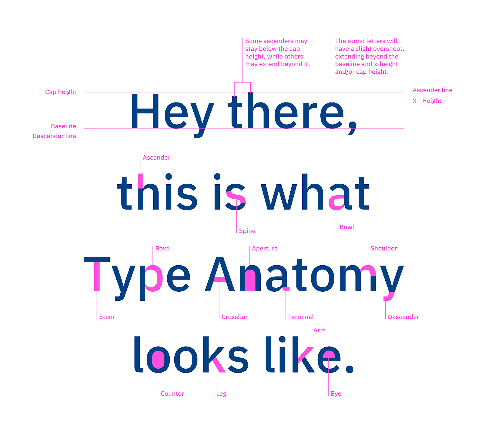 Type anatomy