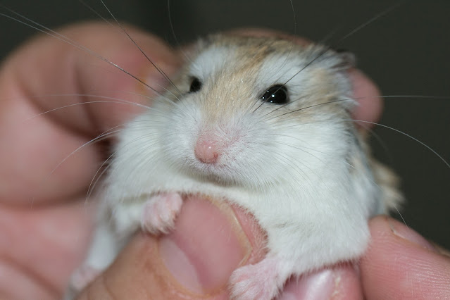 hamsters, pet animal