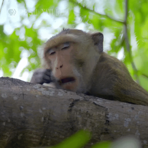 A monkey laying on a tree branch gives a big yawn and scratches his head