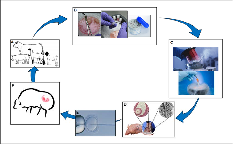  Ilustração do processo de criopreservação de germoplasma animal e seu uso na reprodução assistida
