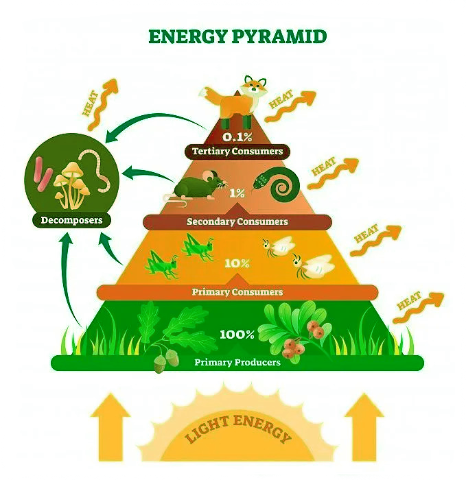 Sudarshan Gurjar Biology Diagrams