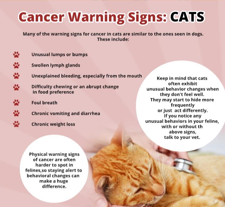 Cat cancer warning signs