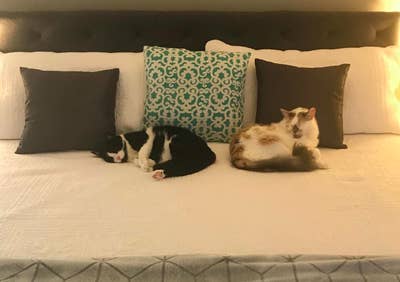 A customer review photo of their bed with their two cats snoozing.