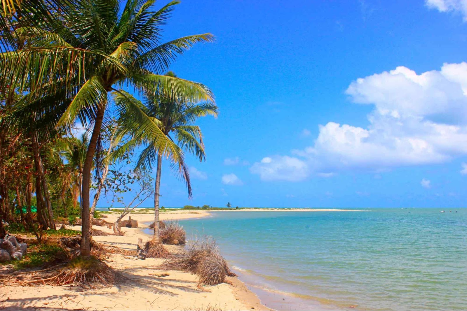 Trecho da praia na Ilha da Coroa do Avião, em Itamaracá, Região Metropolitana do Recife. O mar azul se encontra com os coqueirais situados na areia dourada.
