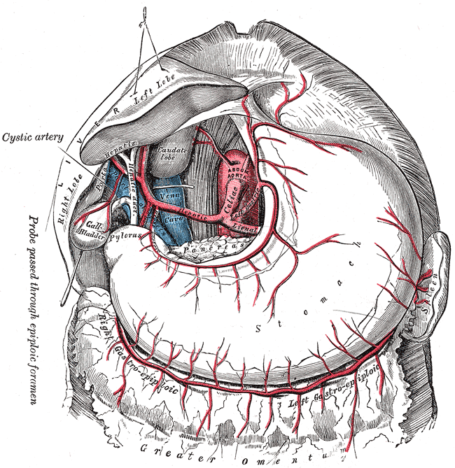 https://upload.wikimedia.org/wikipedia/commons/6/65/Gray532.png