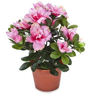 Prachtstorchschnabel Geranium X Magnificum Pictures Images