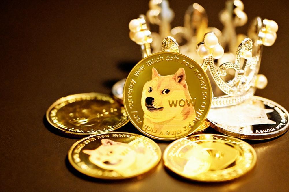 gold and white cat on round gold coins