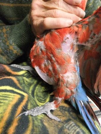The feathers of a 75-year-old scarlet macaw.