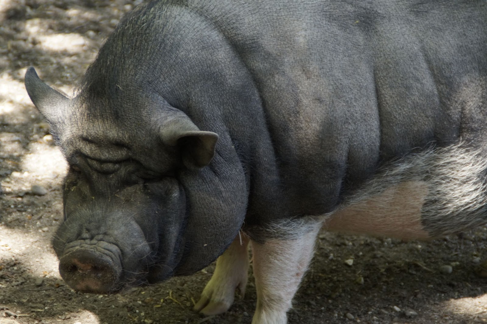Pot-Bellied Pigs