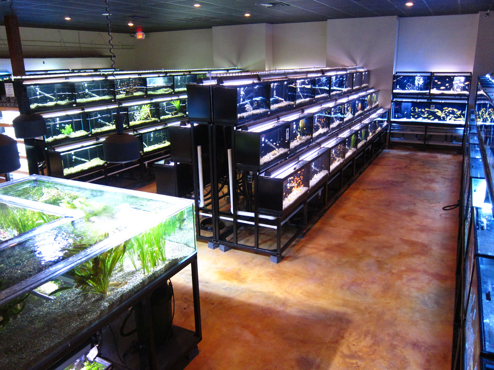 freshwater aquarium store