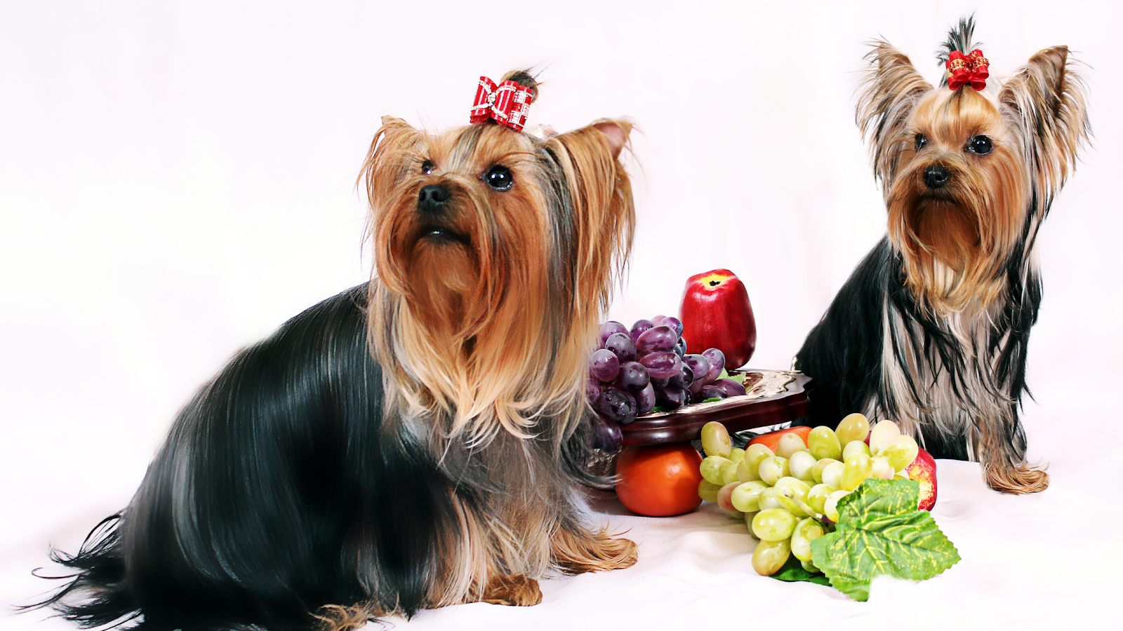 Fruits for dogs