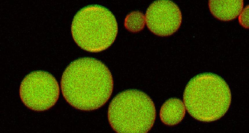 Artificial insulin-secreting cells