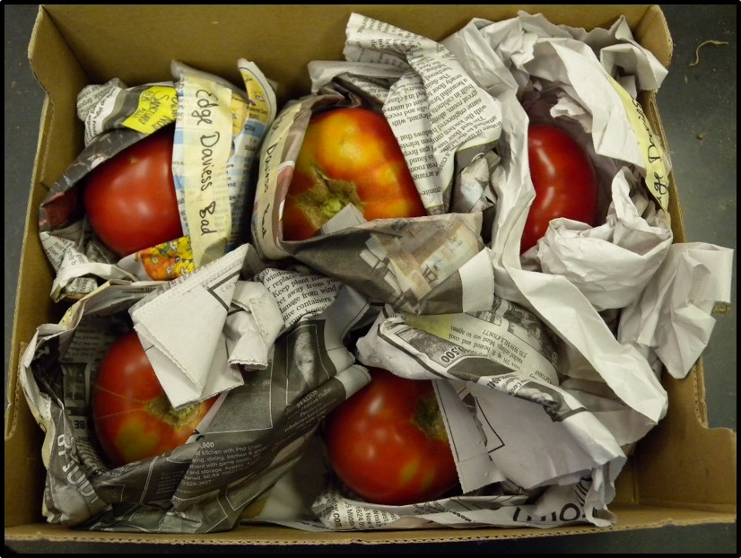 Wrap each tomato in newspaper and store at room temperature