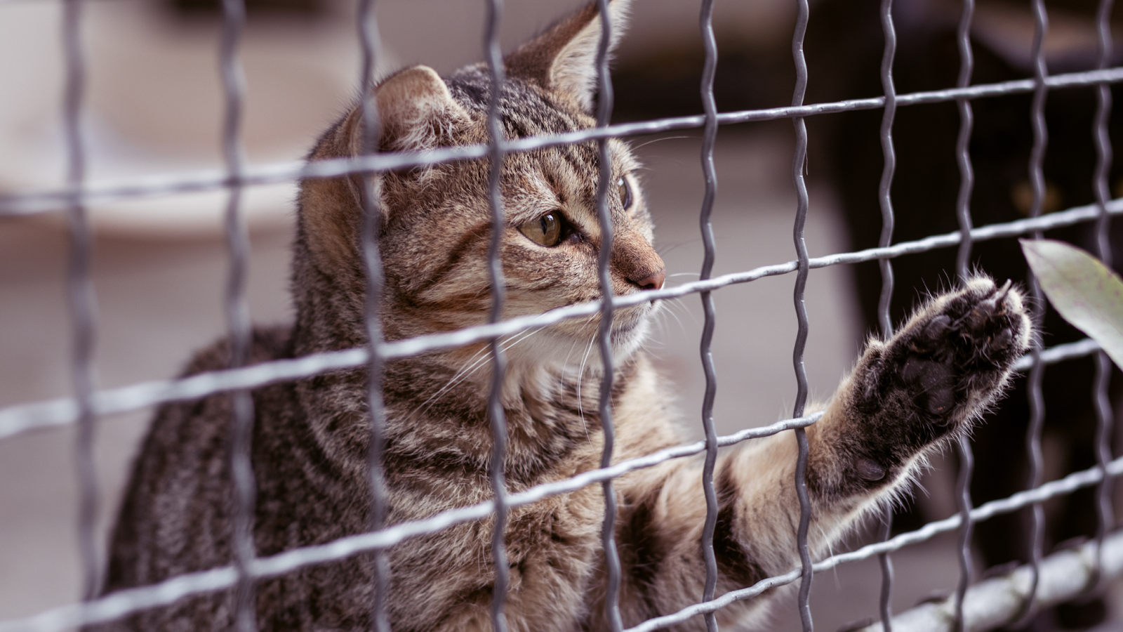 Restricting your cat from certain areas of the house may be a good options for those who continuously scratch at furniture. 