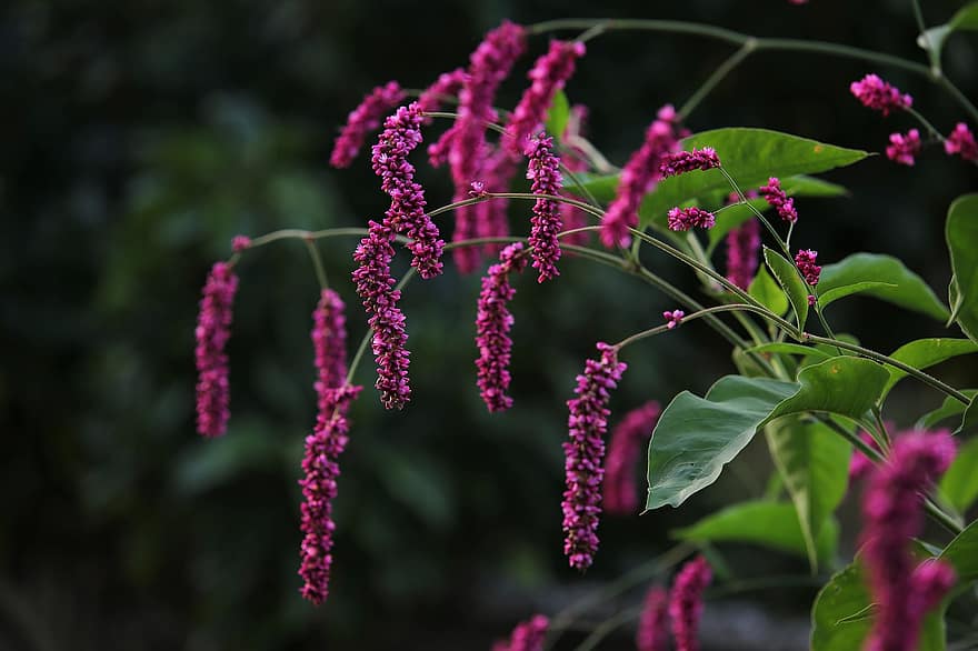https://s0.stockolor.com/photos/580/725/garden-plant-flowers-purple-flowers-persicaria-orientalis-princess-feather-plant-kiss-me-over-the-garden-gate-plant-bloom-blossom.jpg