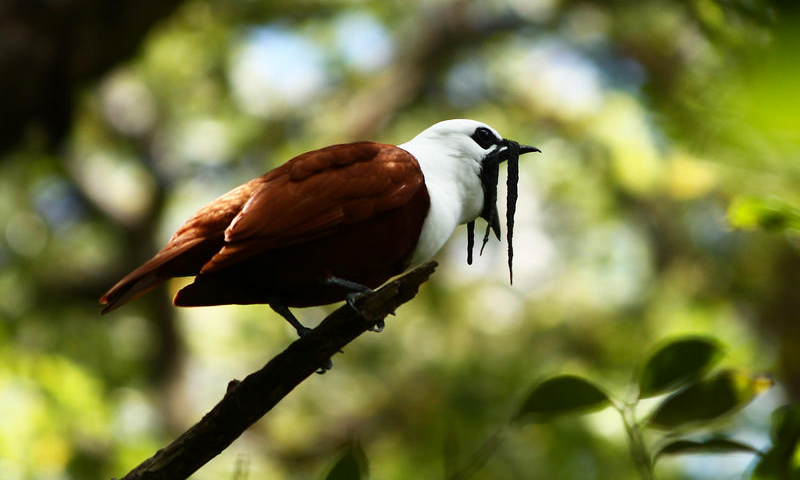 Children’s Eternal Rainforest Reserve