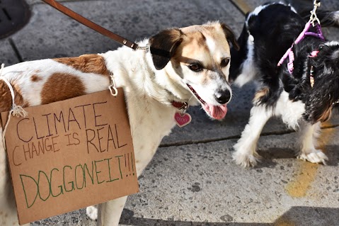 google photo dog at a climate change is real demonstration 