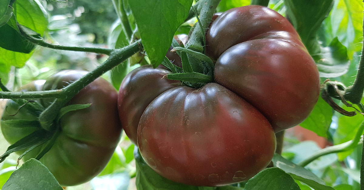 Black Krim