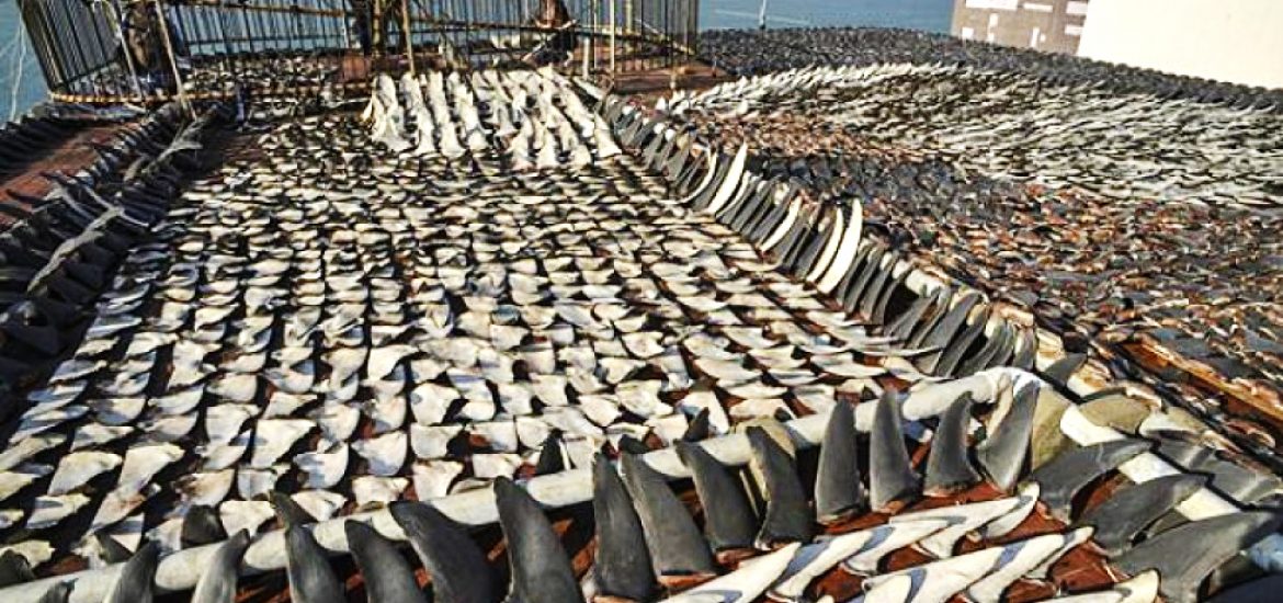 Canada leads the way in banning all shark fins