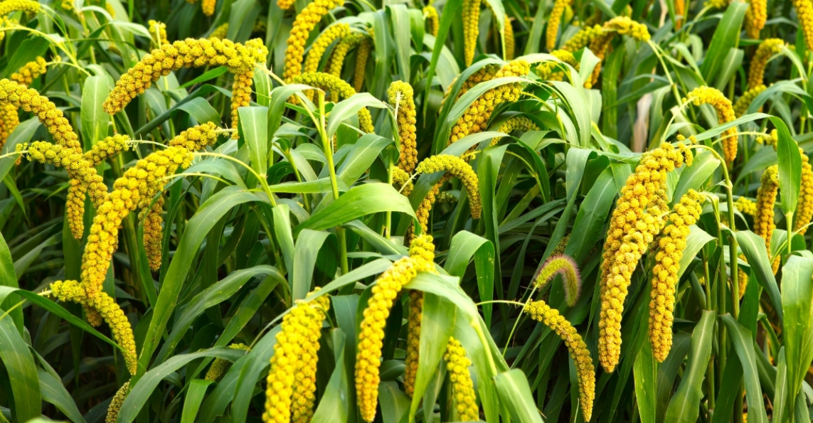 What Is Millet?