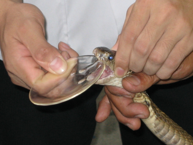 Here’s how an Army veterinarian invented cobra antivenin