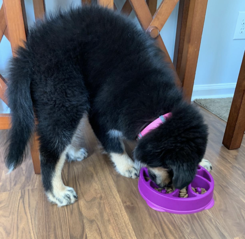 Fluffy black dog eating kibble out of a purple slow feeder